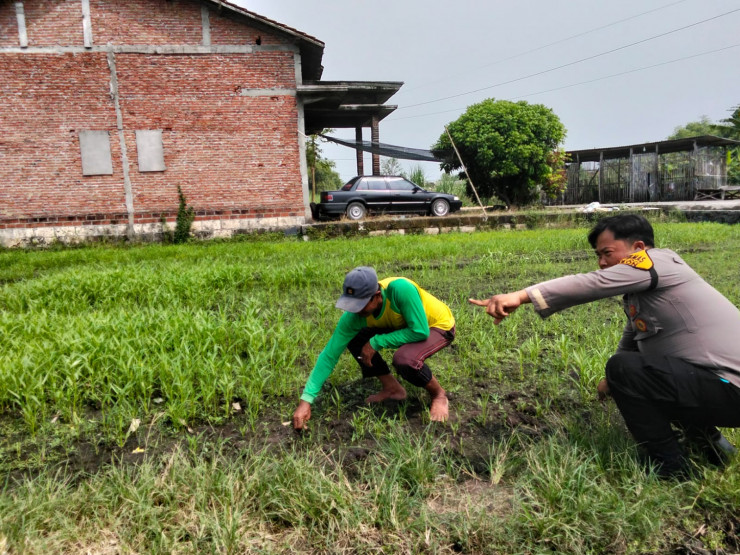 Kanit Binmas Polsek Prambon Tinjau Lahan Pekarangan Bergizi di Desa Pejangkungan