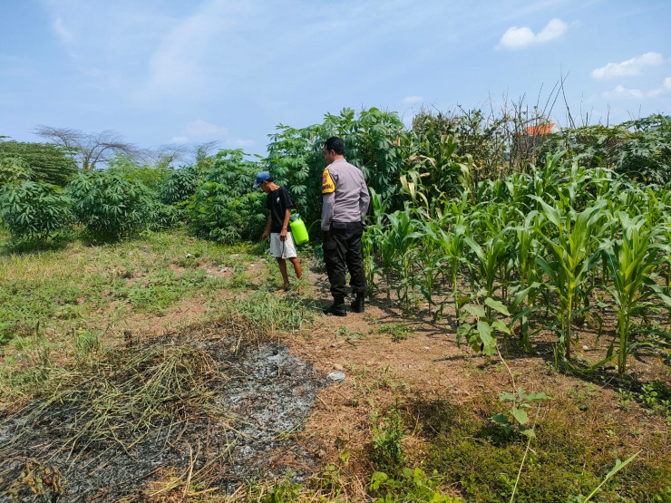 Bhabinkamtibmas Keboananom Tinjau Lahan Jagung Dukung Ketahanan Pangan Nasional