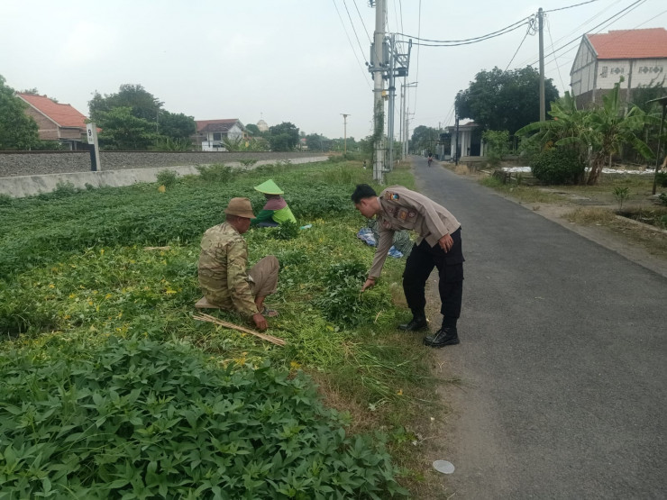 POLRESTA SIDOARJO  | Polsek Prambon Dorong Ketahanan Pangan di Desa Gedangrowo dengan Tanam Ketela Sayur di Lahan Kosong