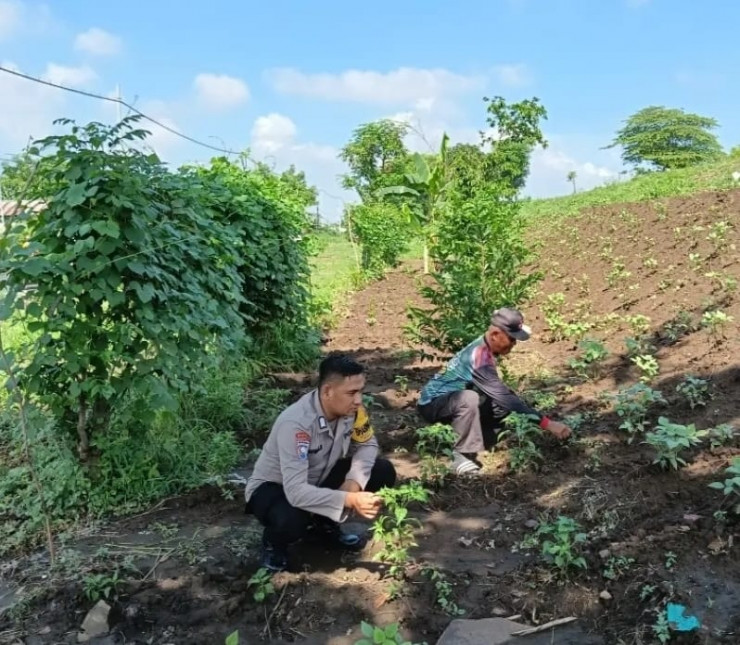 Bhabinkamtibmas Desa Jemirahan Polsek Jabon Tinjau Lahan P2B, Dukung Ketahanan Pangan dan Swasembada Mandiri