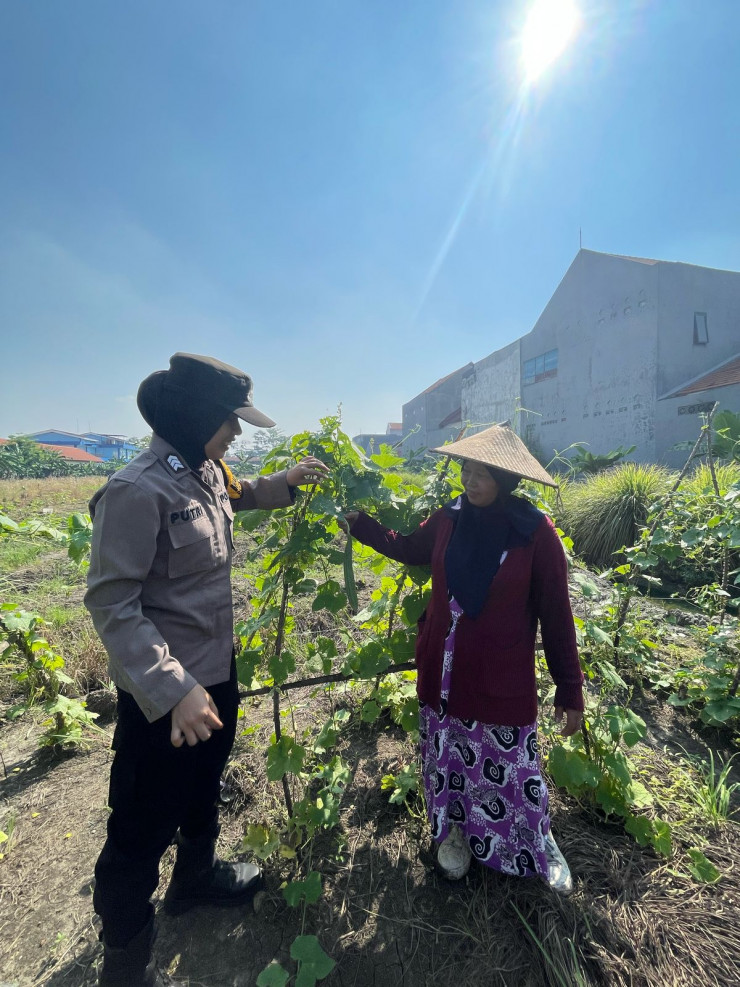 Polwan Sedati Dampingi Petani Ubi Tingkatkan Ketahanan Pangan