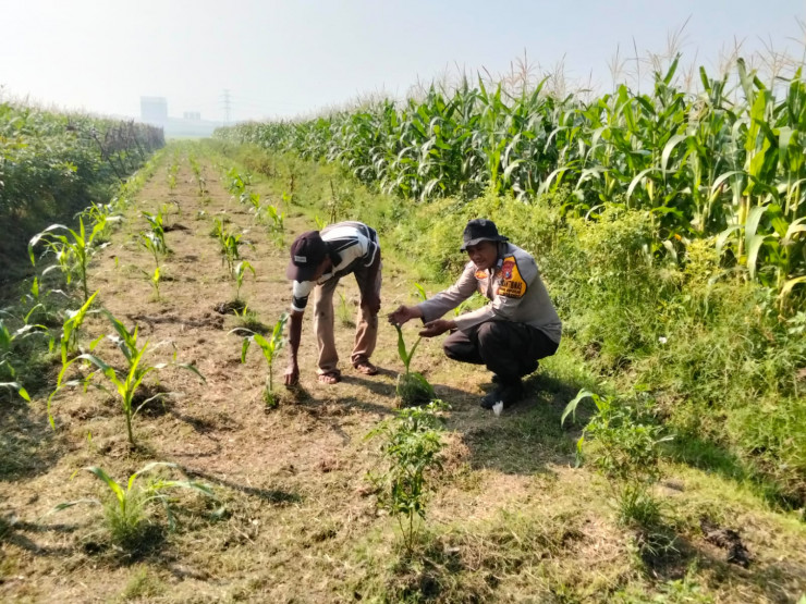 Polresta Sidoarjo Dorong Swasembada Pangan Lewat Pendampingan Budidaya Jagung