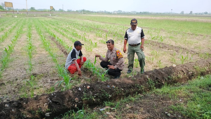 P2B Jagung Desa Seketi Didukung Bhabinkamtibmas
