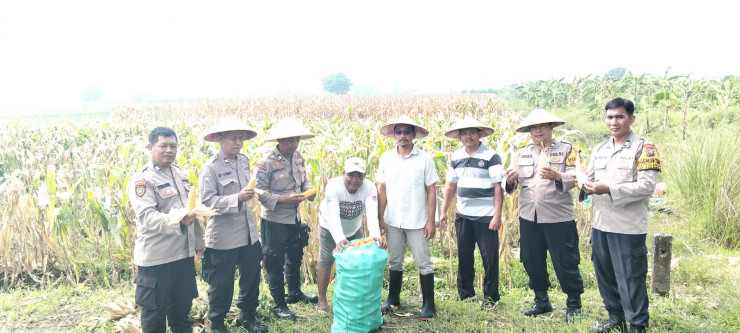 Polsek Tulangan dan Petani Gelar Panen Jagung di Lahan Produktif Desa Pangkemiri