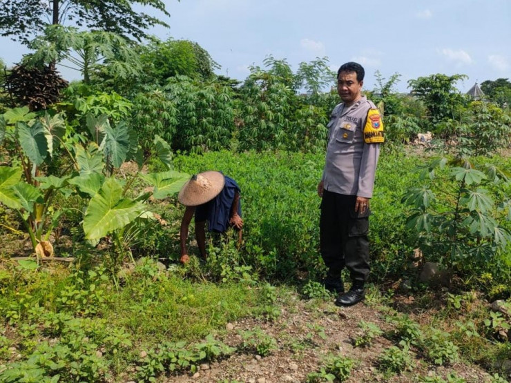 Aiptu Supariyanto Dampingi Petani Tanam Cabai dan Kemangi Tingkatkan Ketahanan Pangan
